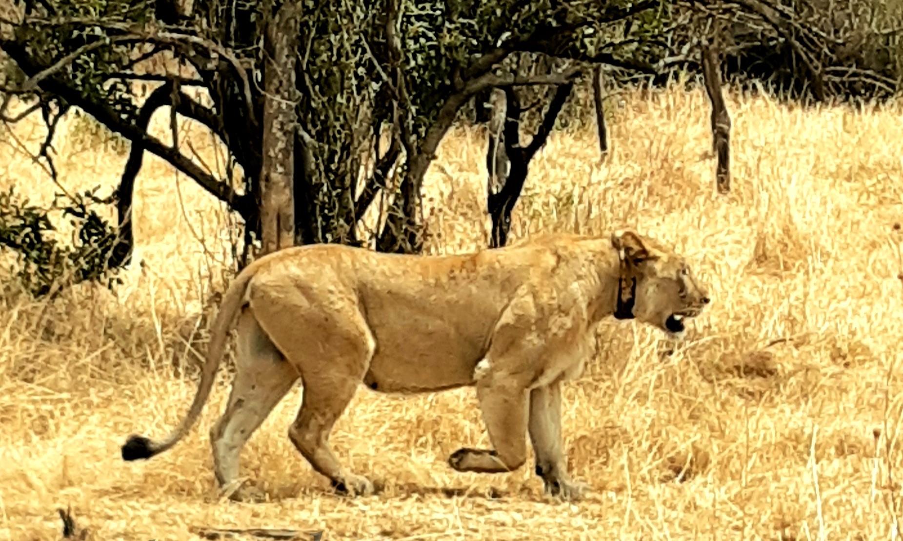 Nature Image 1