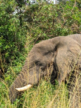 Wildlife Image 3