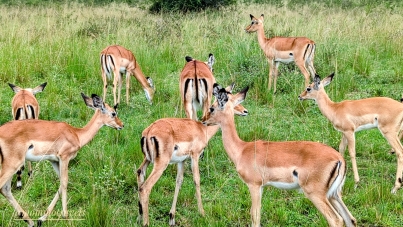 Wildlife Image 2