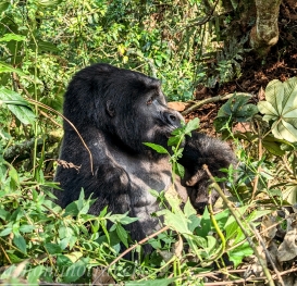 Bwindi Impenetrable Forest
