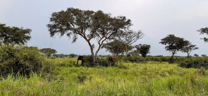 Landscape Image 4